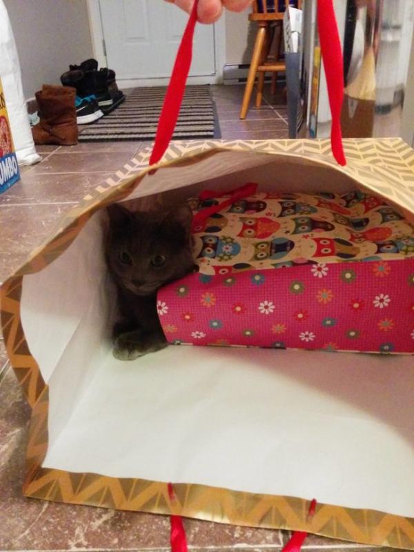 Райское наслаждение! Коты, открывшие для себя «мир пакетов» (ФОТО) Райское наслаждение! Коты, открывшие для себя «мир пакетов» (ФОТО)