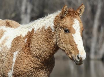 Лошади в кудряшках: 10 снимков грациозных плюшевых скакунов (ФОТО)