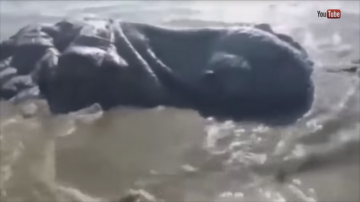 Ужасающего морского монстра выбросило на пляж в Мексике (ВИДЕО)