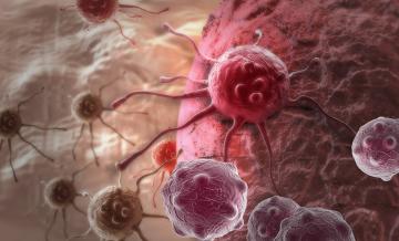 Найдено антитело, подавляющее рост раковых опухолей