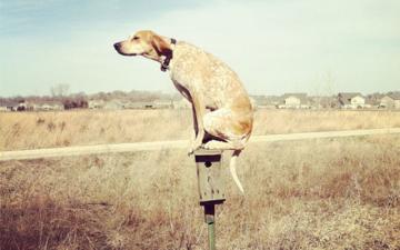 Удивительная жизнь американского фотографа и его собаки (ФОТО)