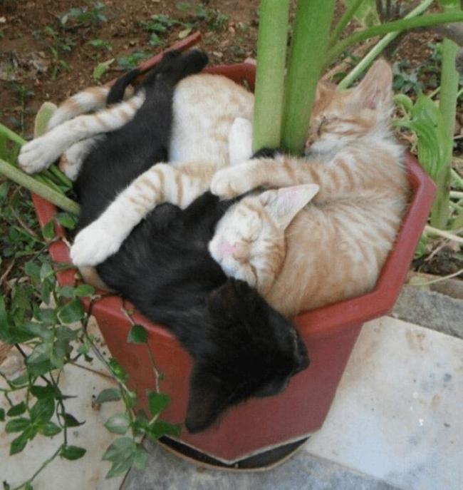 Смешные коты в цветочных горшках (ФОТО)