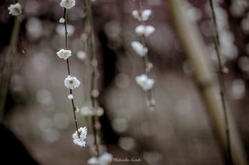Волшебная японская весна в эффектных работах фотографа Хиденобу Сузуки (ФОТО)