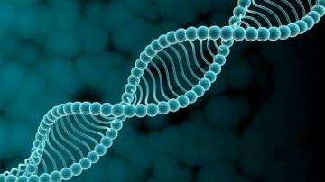 Исследователи выделили 3230 ключевых генов у человека