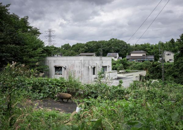 Как выглядит японский Чернобыль. Фукусима - 5 лет после аварии (ФОТО)