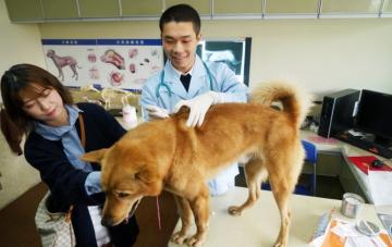 В Китае собака получила официальную медстраховку