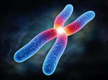 Ученые разгадали секрет X-хромосомы