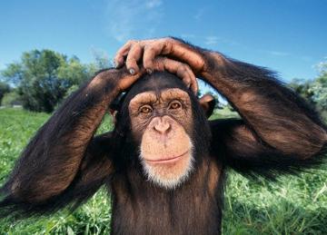 У шимпанзе выявили принципиальное ограничение в овладении языком