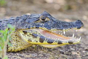 В Индонезии российский турист погиб в пасти крокодила