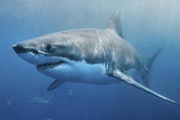 Ученые определили причину вымирания самой большой акулы на Земле