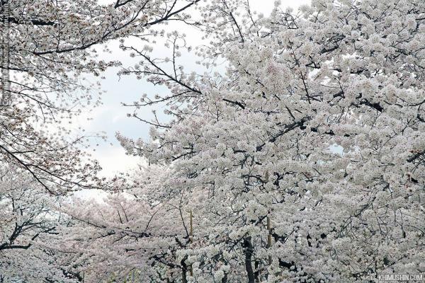 Япония. Снегопад цветов сакуры (ФОТО)