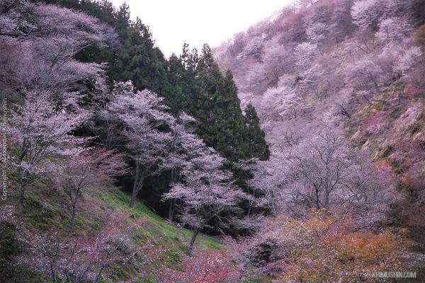 Япония. Снегопад цветов сакуры (ФОТО)