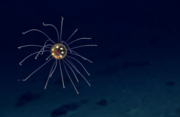 В Марианской впадине обнаружена необычайная медуза-фонарик (ВИДЕО)