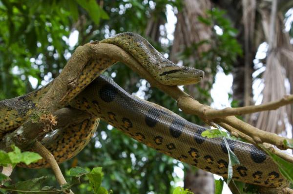 Королева рептилий: самая большая змея в мире (ФОТО)