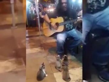 Пушистые меломаны. Четыре котенка заслушались игрой уличного музыканта (ВИДЕО)