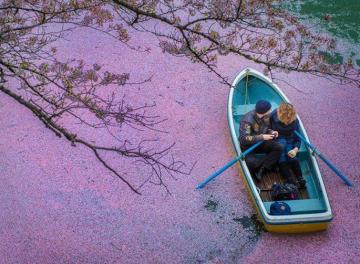 Розовое озеро в цветении сакуры: весенняя красота околдовала Токио (ФОТО)