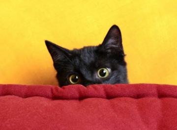 У страха глаза велики, или самый перепуганный кот (ВИДЕО)