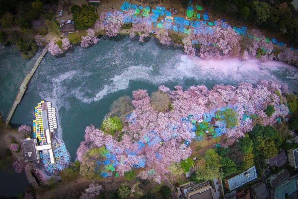 Буйство красок. Цветущая сакура в Японии (ФОТО)