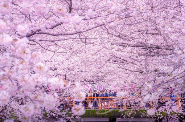 Буйство красок. Цветущая сакура в Японии (ФОТО)