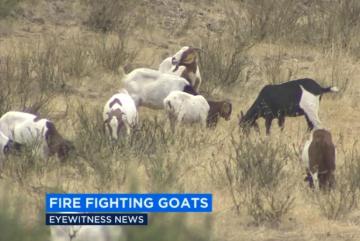 В Калифорнии с пожарами помогают бороться... козы (ВИДЕО)