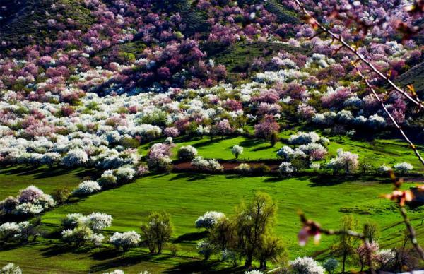 Завораживающее цветение абрикоса в Китае (ФОТО)