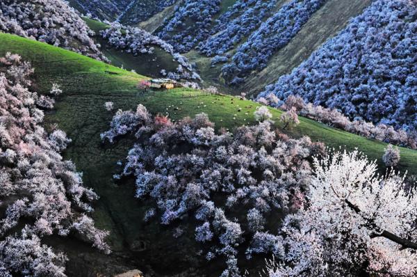 Завораживающее цветение абрикоса в Китае (ФОТО)