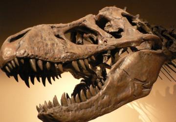 В США обнаружен новый вид динозавров