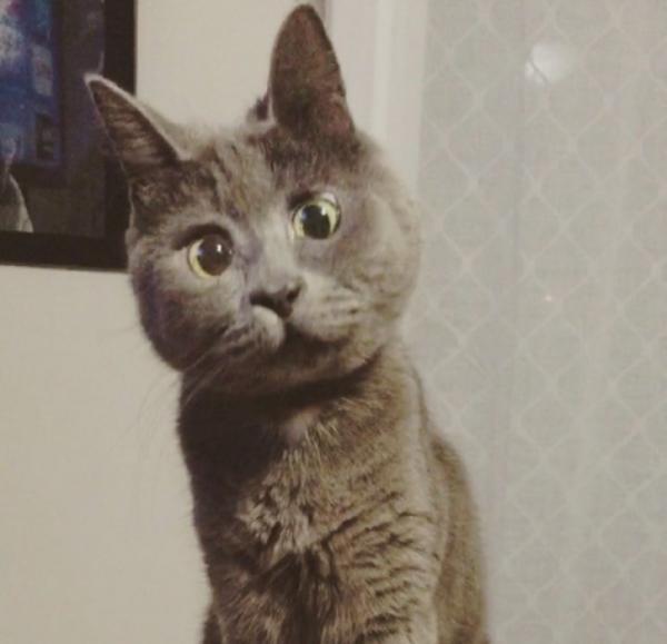 Самый удивленный кот в мире (ФОТО)