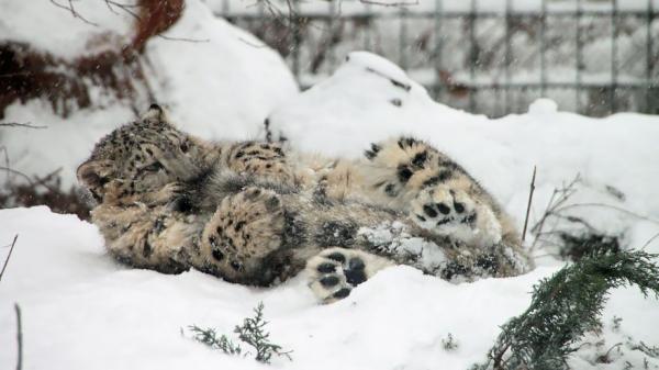 Странное поведение. Снежные леопарды без ума от своих хвостов (ФОТО)