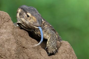 Мануэль – варан, который доказал, что рептилии тоже могут быть милыми домашними животными (ФОТО)