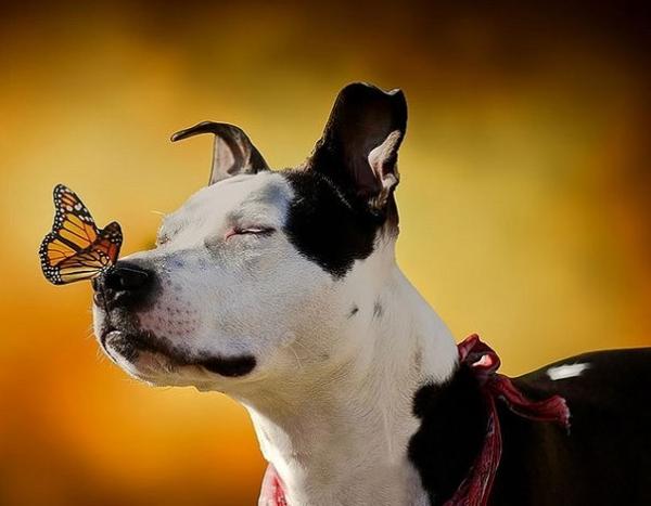 Бабочки и животные. Удивительно красивая серия снимков (ФОТО)