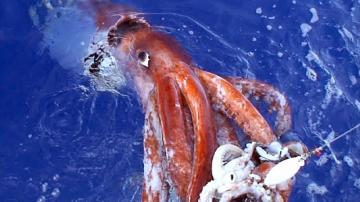 20-метровые кальмары обитают в морских глубинах - ученые