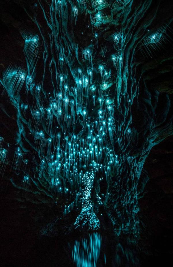 Находка для туриста: поразительные пещеры Вайтомо в Новой Зеландии (ФОТО)