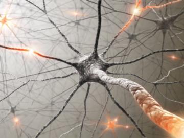 Найдены нейроны, провоцирующие вредные привычки