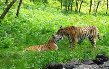 Знаменитый тигр Амур женился на прекрасной Уссури (ВИДЕО)