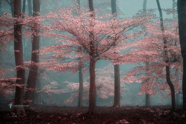 Красочные лесные пейзажи мастера фотографии из Нидерландов (ФОТО)
