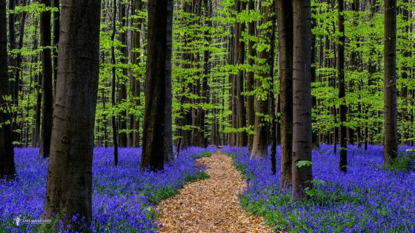 Красочные лесные пейзажи мастера фотографии из Нидерландов (ФОТО)