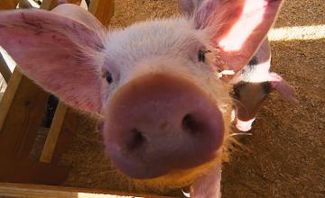 Учёные пробуют выращивать человеческие органы в свиньях