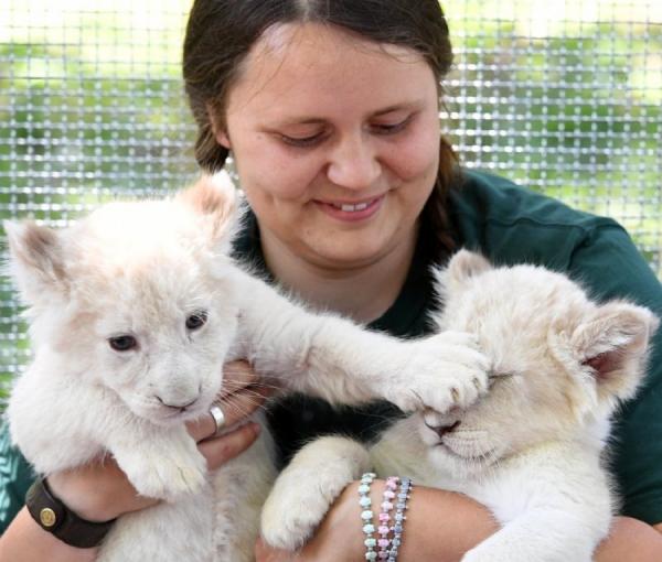 Знаменитый немецкий зоопарк показал подросших белых львят (ФОТО)