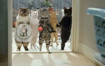 Коты стали главными героями рекламы супермаркета (ФОТО)