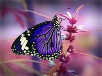 Рентгеновский снимок объяснил красочность крыльев бабочек (ФОТО)