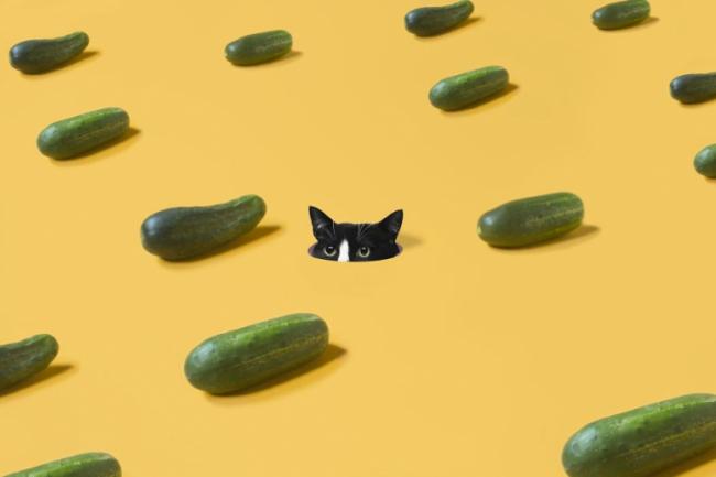 Знакомьтесь, это кошка Чито, и она обожает «взрывать» мозг пользователям Instagram (ФОТО)
