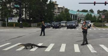 Неожиданно: аллигатор переходит дорогу по зебре