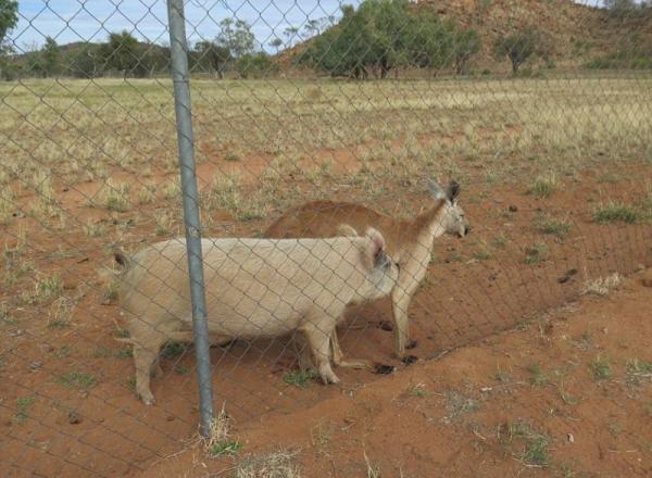 В Австралии кенгуру и свинья доказали, что любовь не знает границ (ФОТО)