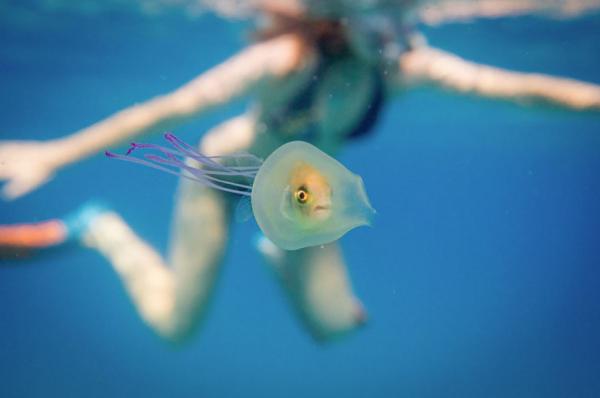 Неожиданный симбиоз. Рыба попала в плен медузы (ФОТО)