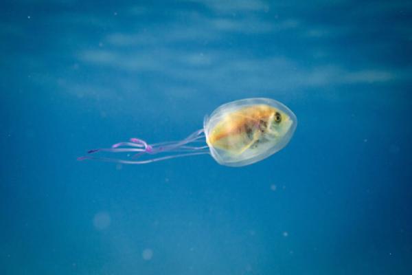 Неожиданный симбиоз. Рыба попала в плен медузы (ФОТО)