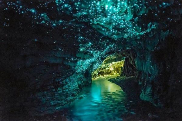 Небо в алмазах. Невероятные обитатели пещер Новой Зеландии (ФОТО)