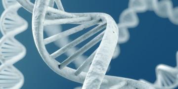 Ученые приступают к созданию полного синтетического генома человека