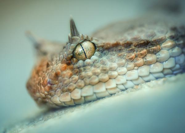 Красивые и опасные: самые необычные змеи мира (ФОТО)