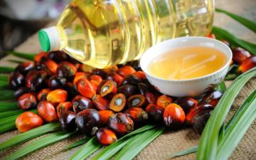 Медики напомнили о вредных свойствах пальмового масла